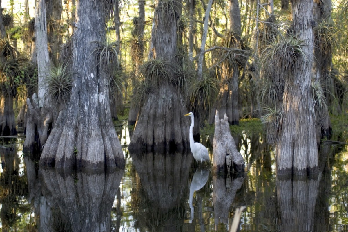 Cypress trees standing in the flooded marsh of Everglades National Park, Florida